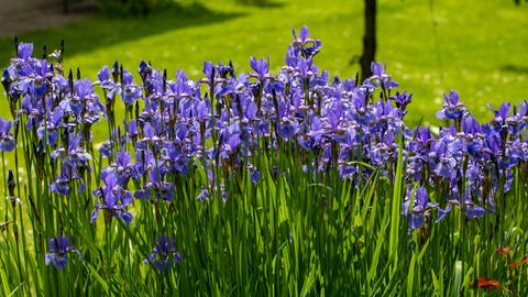 verschiedene blau blühende Iris-Stauden (Foto: IMAGO, Bildnr.: 139891682)