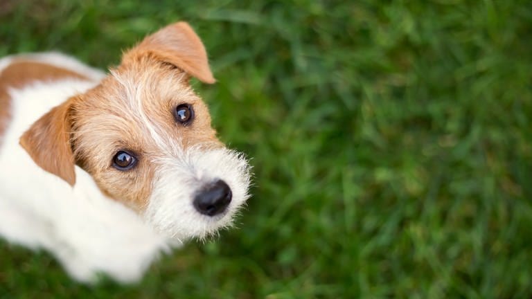 Terrier (Foto: istock-Foto)