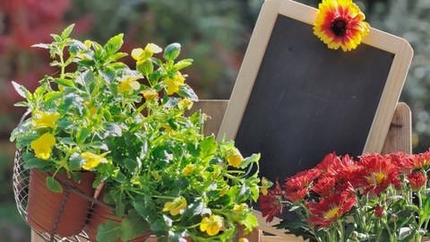 Herbstblumen mit Tafel (Foto: Colourbox)