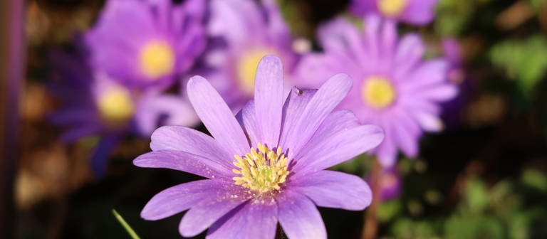 Wetter-Anemone (Foto: Antje Neufing)