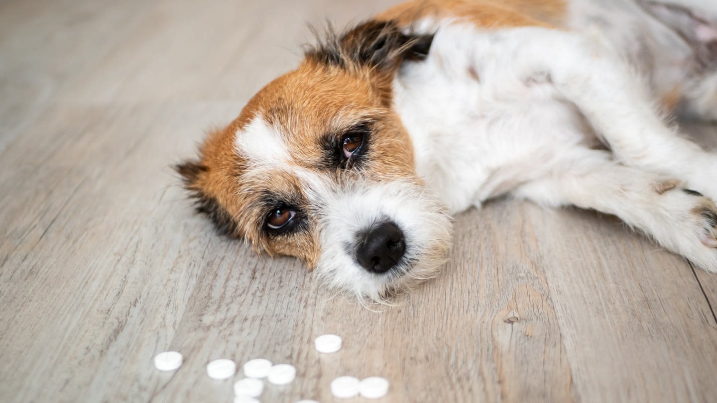 Arzneimittel für Menschen ist einer der unterschätzten Gründe für Vergiftungen bei Haustieren (Foto: Getty Images, i-Stock)