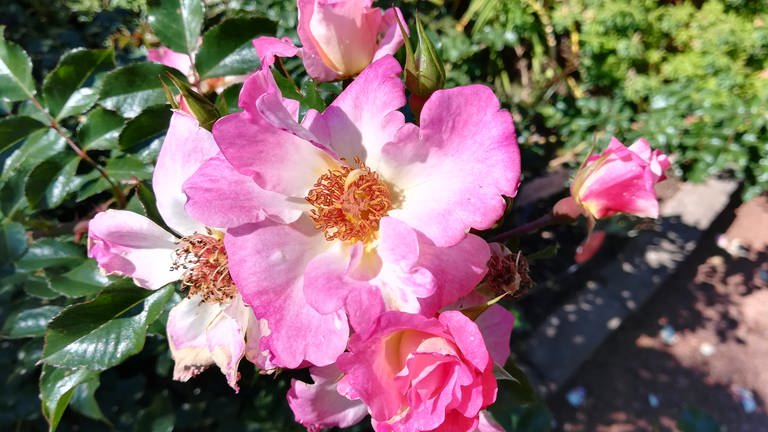 Rosensorte "Dolomiti" (Foto: Heiko Hübscher)