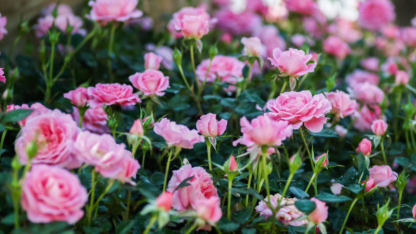 Rosen im Garten (Foto: Colourbox)