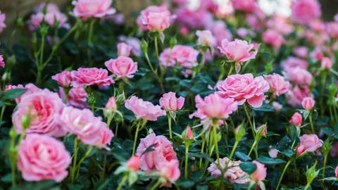 Rosen im Garten (Foto: Colourbox)