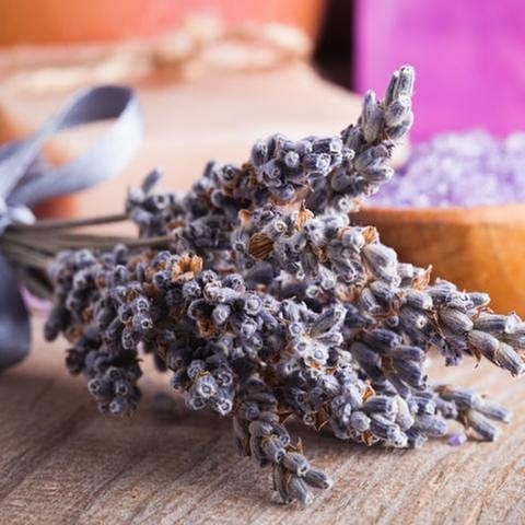 Lavendel (Foto: Colourbox.de -)