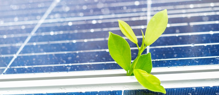 Photovoltaik: Pflanze wächst zwischen Solarpanel (Foto: Colourbox)