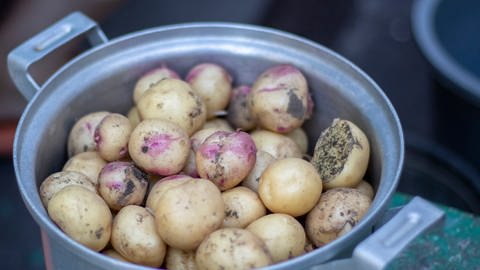 Topf mit Kartoffeln (Foto: Colourbox)