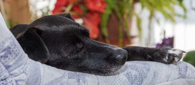 Schwarzer Hund schläft  (Foto: Colourbox, Alfred Hofer)