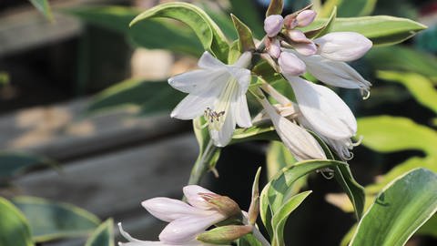 Weiße Blüte der Hosta (Foto: IMAGO, Bildnummer: 0169188833)