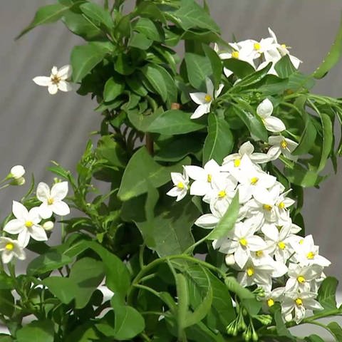 weiße Blumen (Foto: SWR)