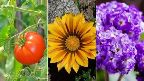 Tomatenpflanze mit Tomaten, Vanilleblume, Gazanie Mittagsgold (Foto: Colourbox/Imago -)