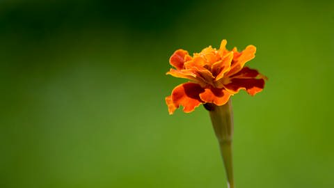 Ringelblume - ein Helfer im Gemüsebeet (Foto: Colourbox)