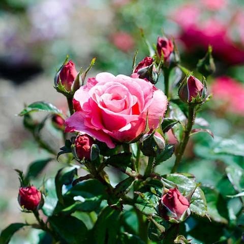 Blühende pinke Rosen im Rosengarten.
