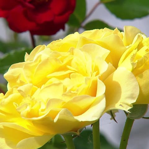 Die Goldene Rose von Baden-Baden (Foto: SWR)