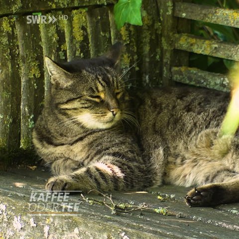 Katze entspannt auf Gartenbank (Foto: SWR, SWR)