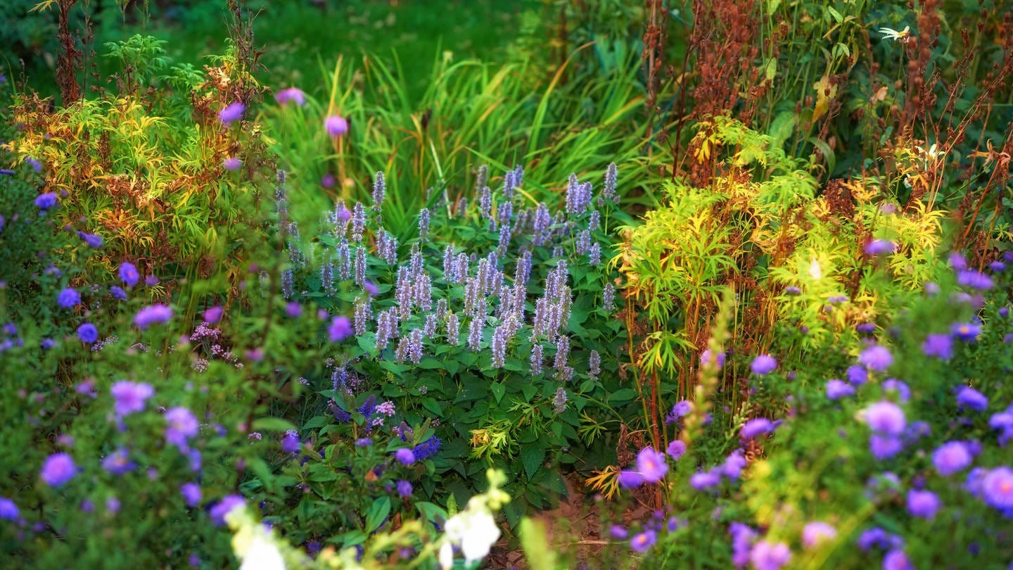 verschiedene blühende Kräuter im Garten (Foto: IMAGO, IMAGO / Zoonar)