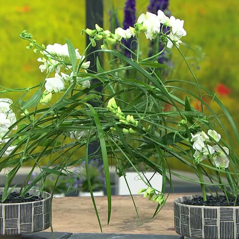 Floraler Tischschmuck mit weißen Wicken und Lillygras (Foto: SWR)
