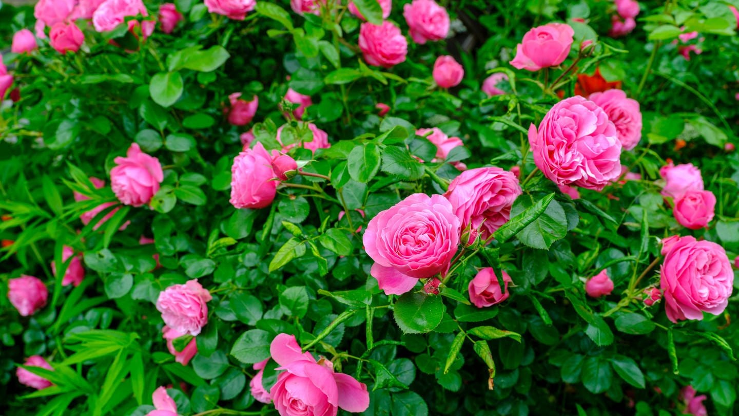 Strauch mit Rosen - Umpflanzen kann sich lohnen (Foto: IMAGO, IMAGO/Norbert Neetz)