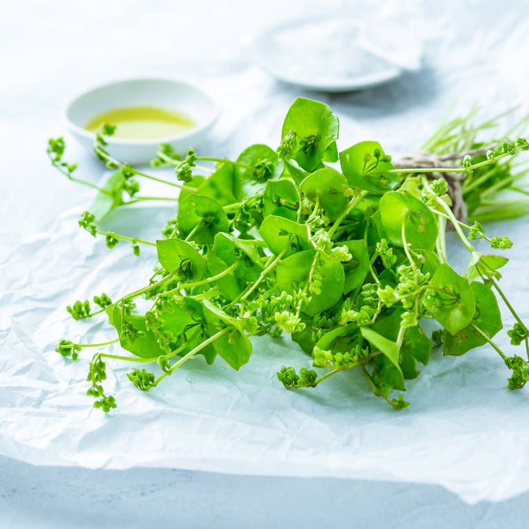 Postelein: Vitaminreicher Salat für den Winter -  (Foto: IMAGO, IMAGO/Zoonar.com/Ingrid Balabanova)