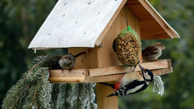 Verschneites Vogelhaus: Futter für Vögel im Winter (Foto: Colourbox)