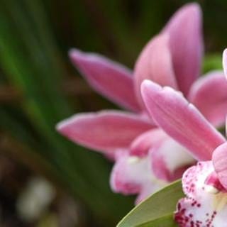 Orchidee (Foto: SWR, SWR - Foto: Biggi Hoffmann)