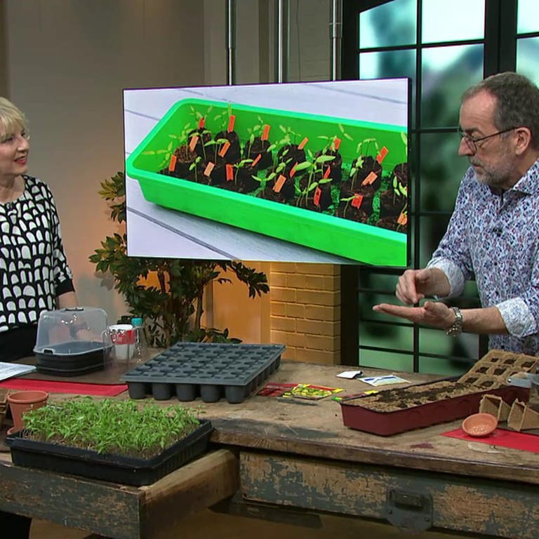 Moderatorin mit Gärtner und Tomatenpflanzen (Foto: SWR)