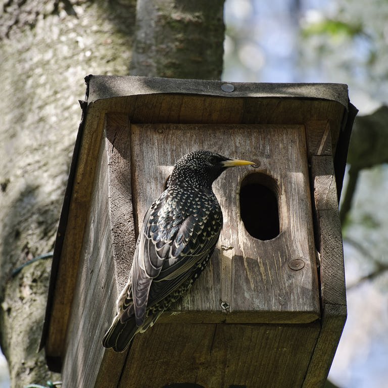 Nistkasten - Bruthilfe für Vögel (Foto: Colourbox)