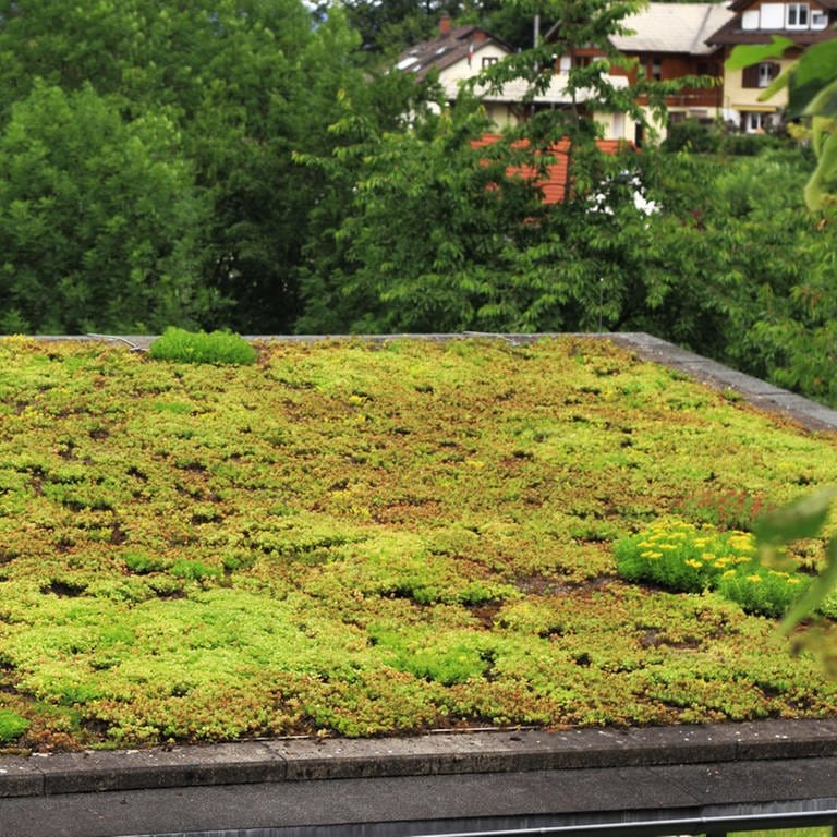 Dachbegrünung: So geht der Aufbau, diese Pflanzen brauchen Sie (Foto: Getty Images, marcin_szmyd)