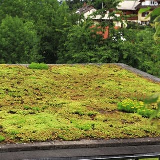Dachbegrünung: So geht der Aufbau, diese Pflanzen brauchen Sie (Foto: Getty Images, marcin_szmyd)