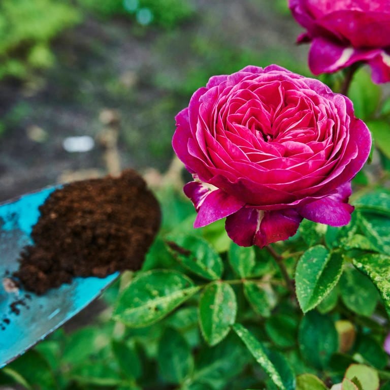 Rosen organisch düngen - im April beginnen