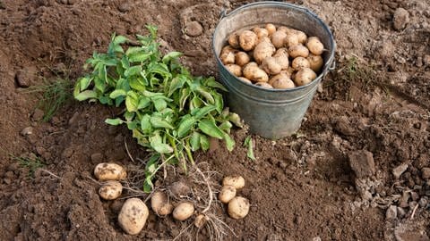 Kartoffelernte (Foto: Colourbox)