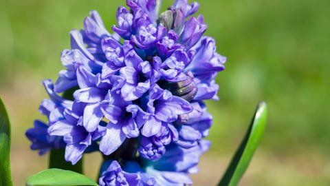 Eine blaue Hyazinthe im Garten: Wer im Frühling Blumen und Pracht haben wil, der muss im Herbst Zwiebeln pflanzen. (Foto: Colourbox)