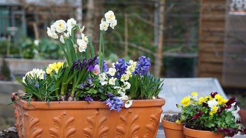 Blumen im Kasten auf Balkon und Terrasse: Primlen, Osterglocken, Hyazinthen und Stiefmütterchen 