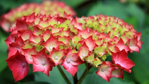Hortensien-Blüten