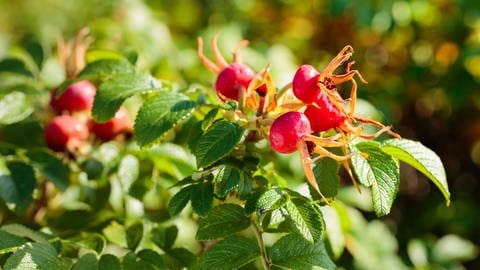 Hagebutten am Strauch: Die roten, prallen Beeren sind eine Pracht im Garten. (Foto: Colourbox)