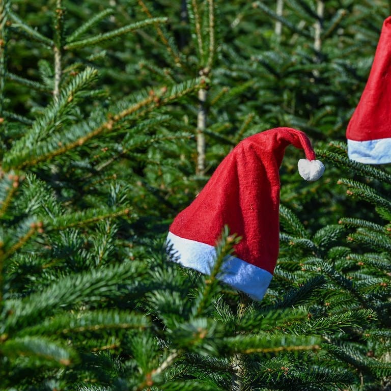 Weihnachtsmannmützen stecken auf den Spitzen von Nordmanntannen 