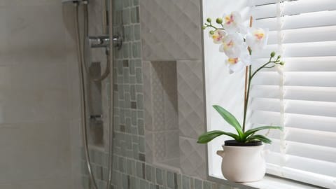 Orchidee steht auf der FEnsterbank im Bad