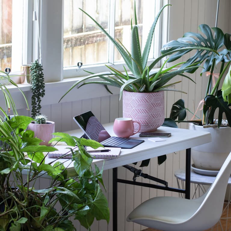 Verschiedene Zimmerpflanzen auf dem Schreibtisch