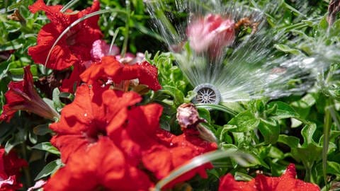 Sprinkleranlage und Blume (Foto: Colourbox)