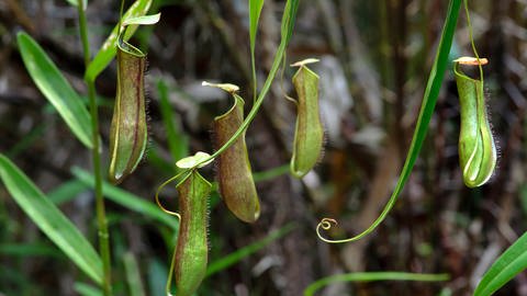 Kannenpflanzen (Nepenthes gracilis)  (Foto: IMAGO, Bild-Nr.: 0097751805)