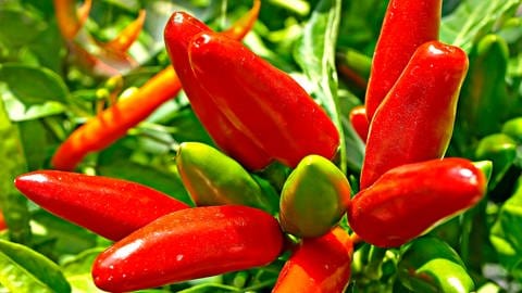 Chili an einer Pflanze (Foto: IMAGO, Bildnummer: 0155521197)