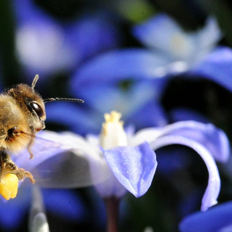 Eine Biene fliegt neben Schneestolz (Foto: dpa Bildfunk, picture alliance / dpa)