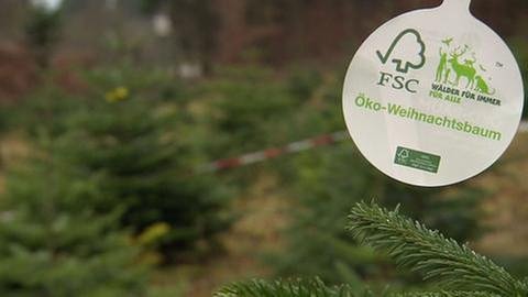 Schild mit Aufschrift Öko-Weihnachtsbaum und FSC-Siegel (Foto: SWR, SWR -)