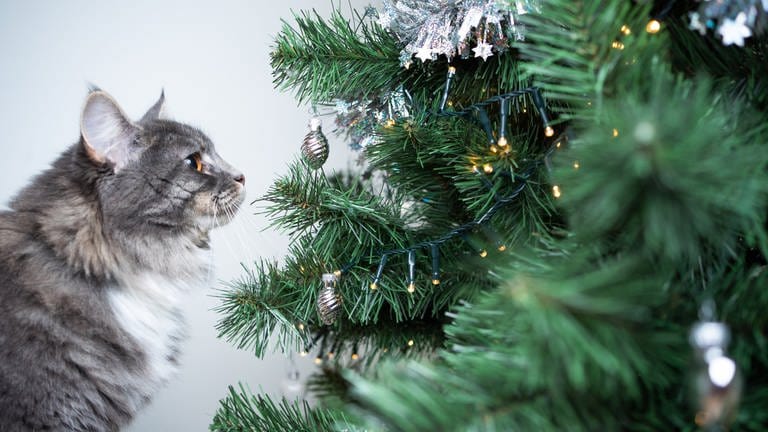 Katze am Weihnachtsbaum (Foto: Getty Images, Getty Images/iStockphoto)