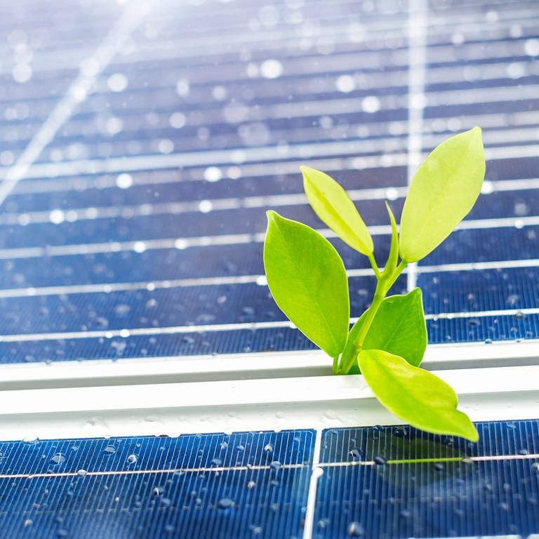 Photovoltaik: Pflanze wächst zwischen Solarpanel