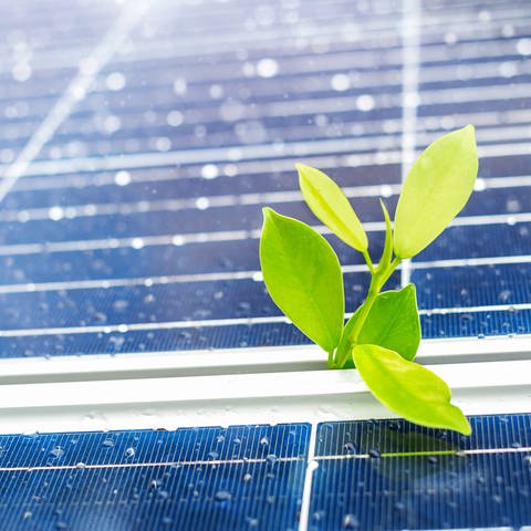 Photovoltaik: Pflanze wächst zwischen Solarpanel (Foto: Colourbox)