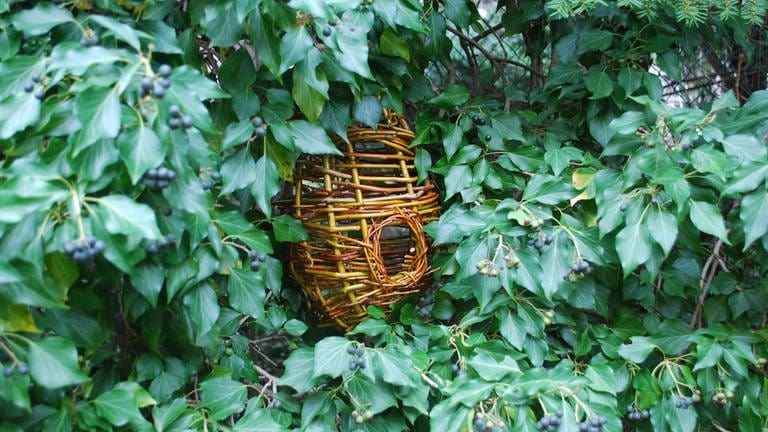 Am besten hängen Sie das fertige Nest etwa auf Kniehöhe in einen dichten Busch.  (Foto: SWR)