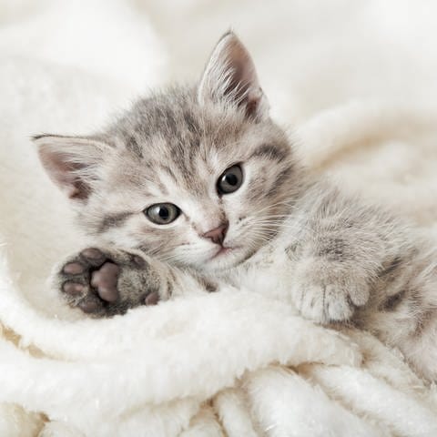 Kleine Katze kuschelt sich in eine Decke