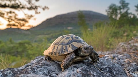 Griechische Landschildkröte sitzt auf einem Stein  (Foto: IMAGO, Andreas Volz)