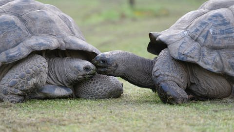Zwei Riesenschildkröten (Foto: IMAGO, Photo4emotion via www.imago-images.de)